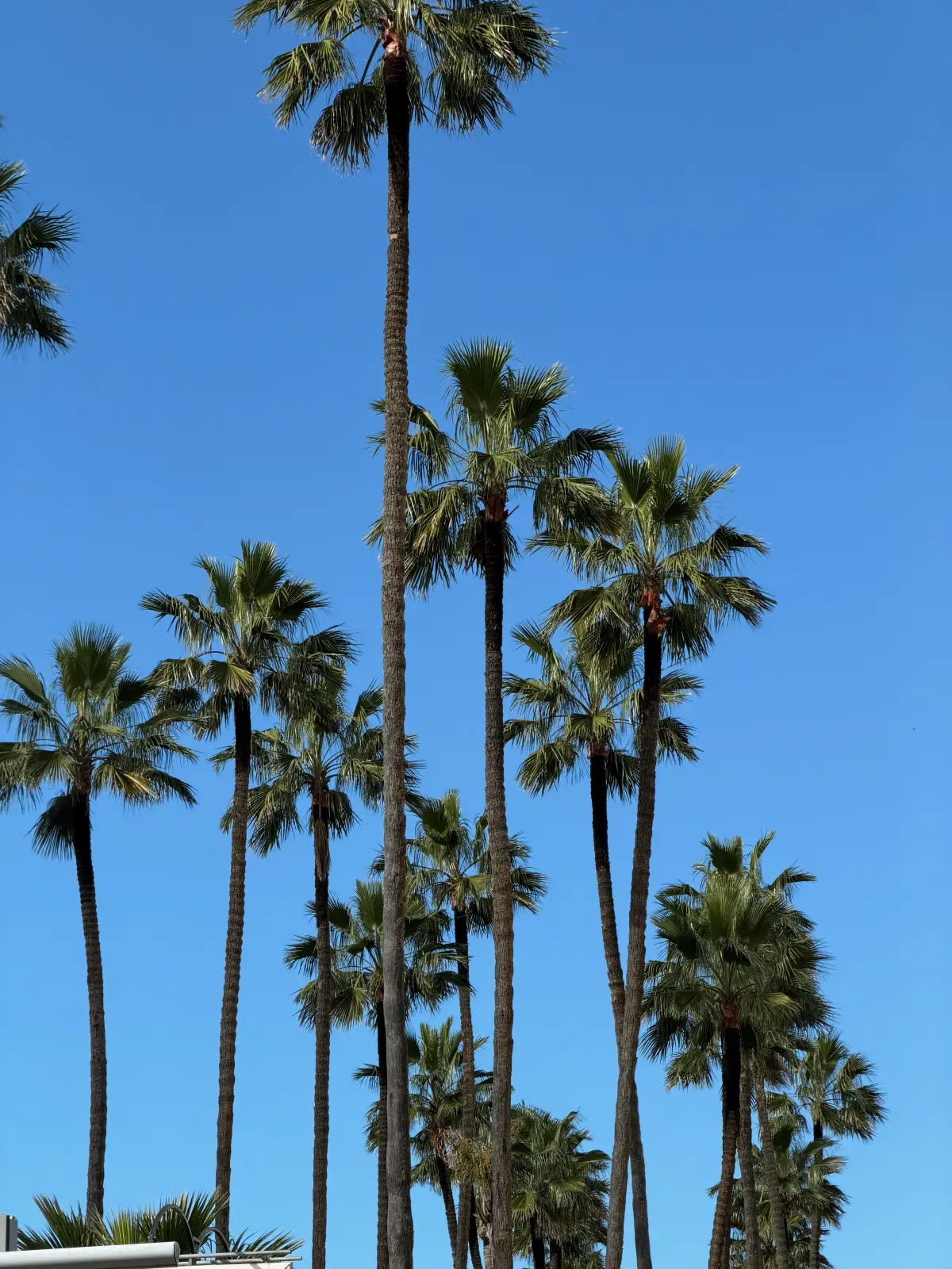 Palm trees in Casablanca