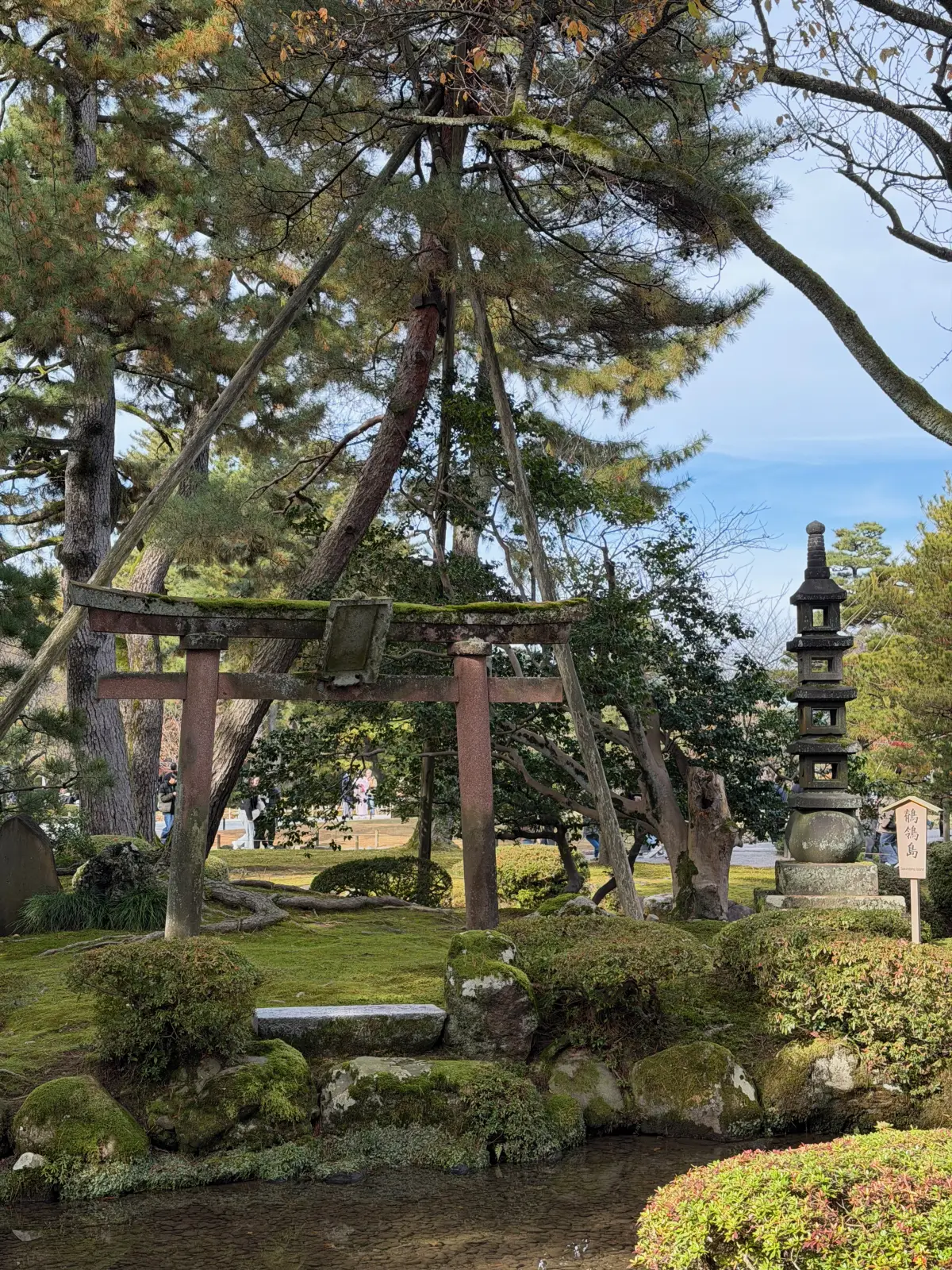 Autumn colours and pines in Kenroku-en