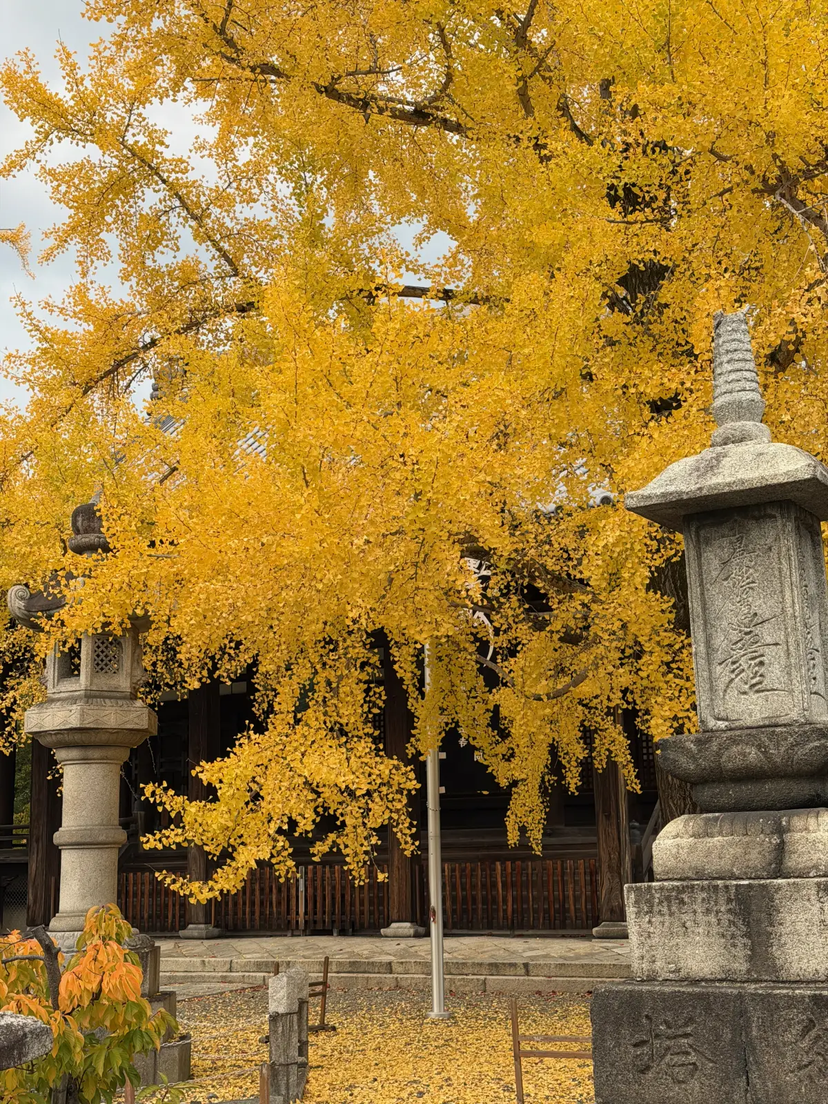 Ginkgo tree in a Kyoto temple courtyard