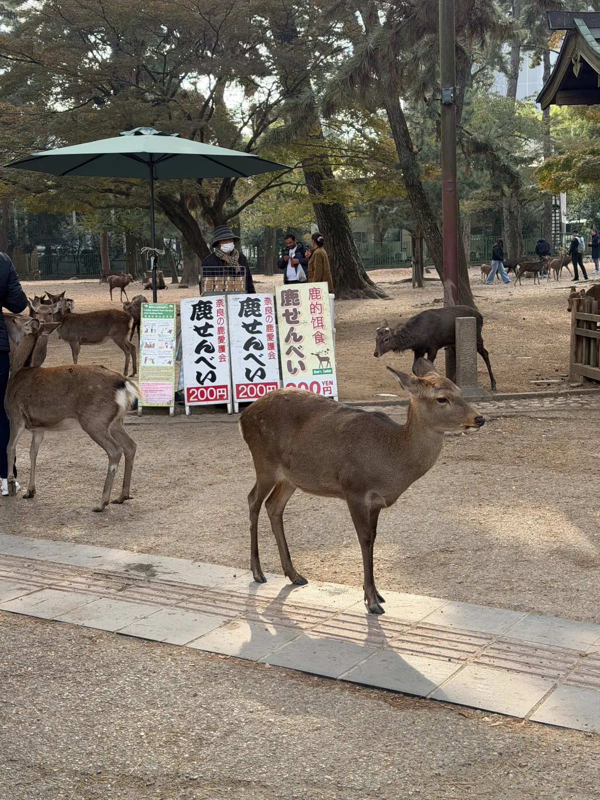 Deer among the trees in Nara Park