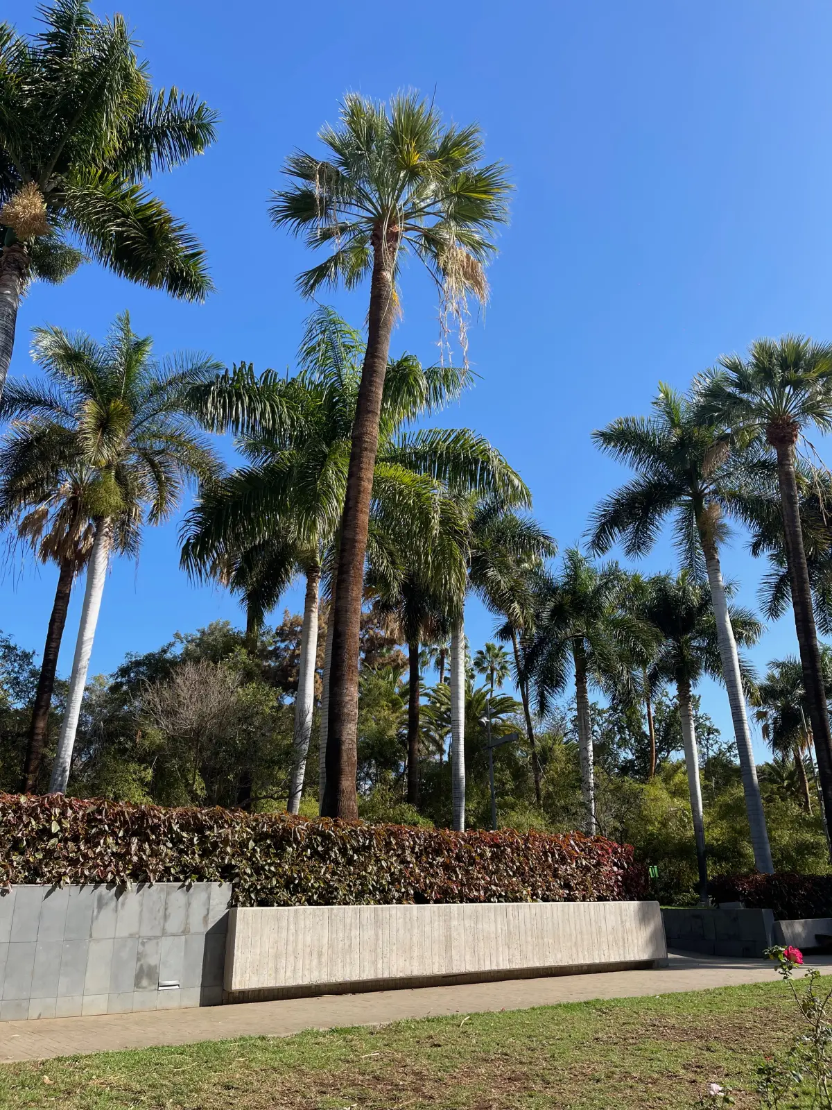 Exploring Santa Cruz de Tenerife