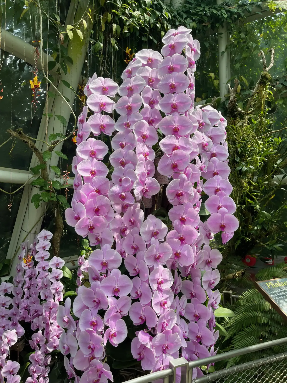 Orchids inside the Cloud Forest