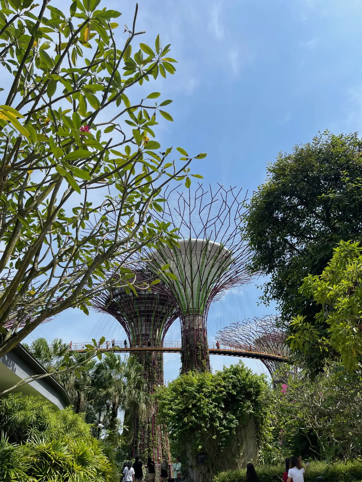 The Supertrees at Gardens by the Bay